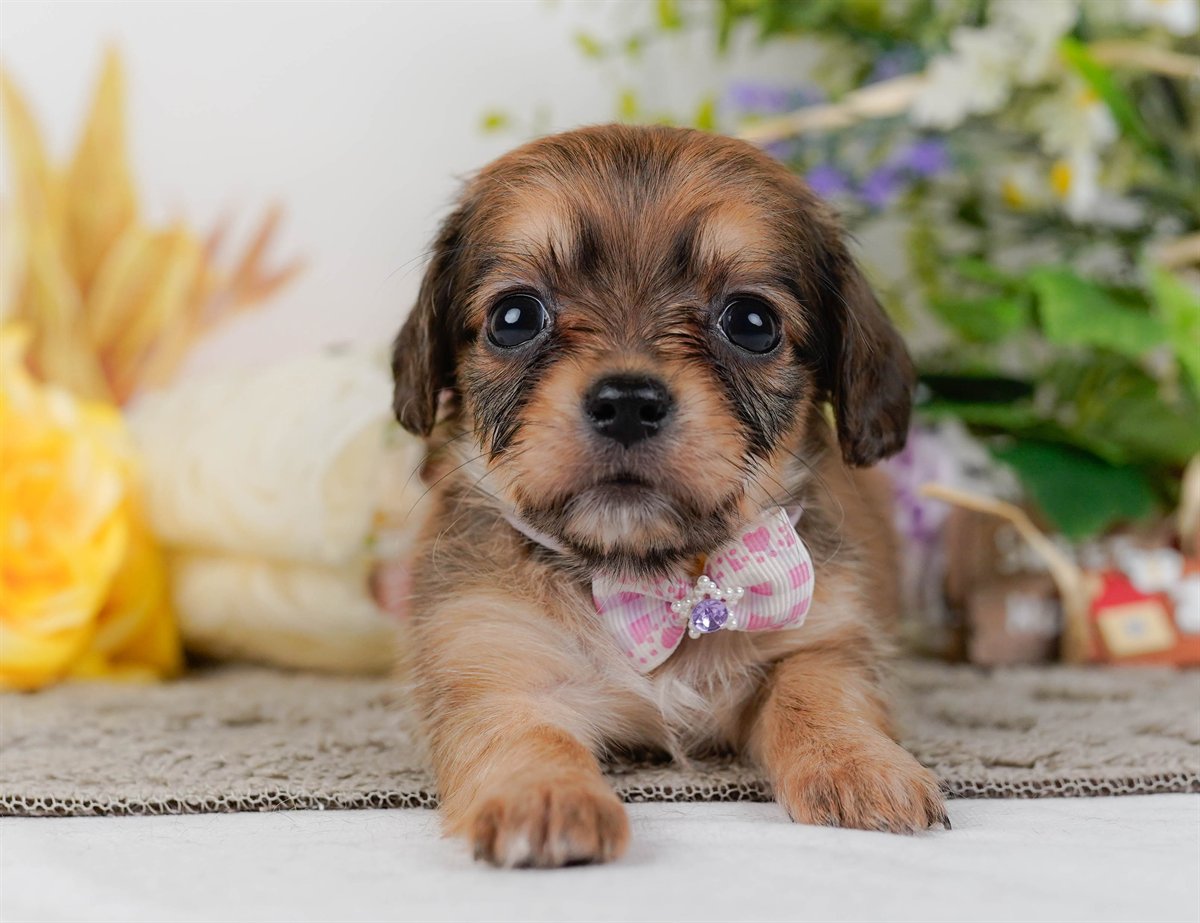 チワックス | 女の子 | シェーデッドレッド | 2026年2月19日（ID:dog-200015650）