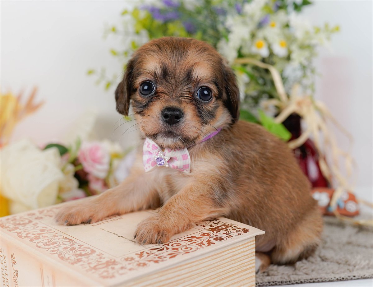 チワックス | 女の子 | シェーデッドレッド | 2026年2月19日（ID:dog-200015650）