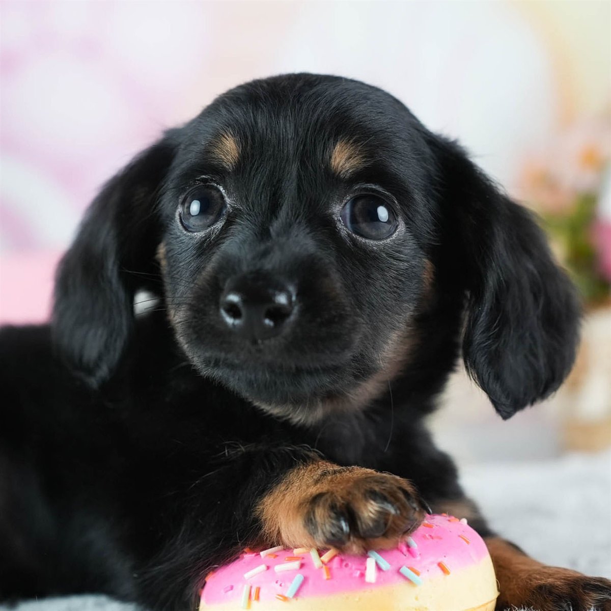 チワックス | 男の子 | ブラック＆タン | 2026年2月20日（ID:dog-200015651）