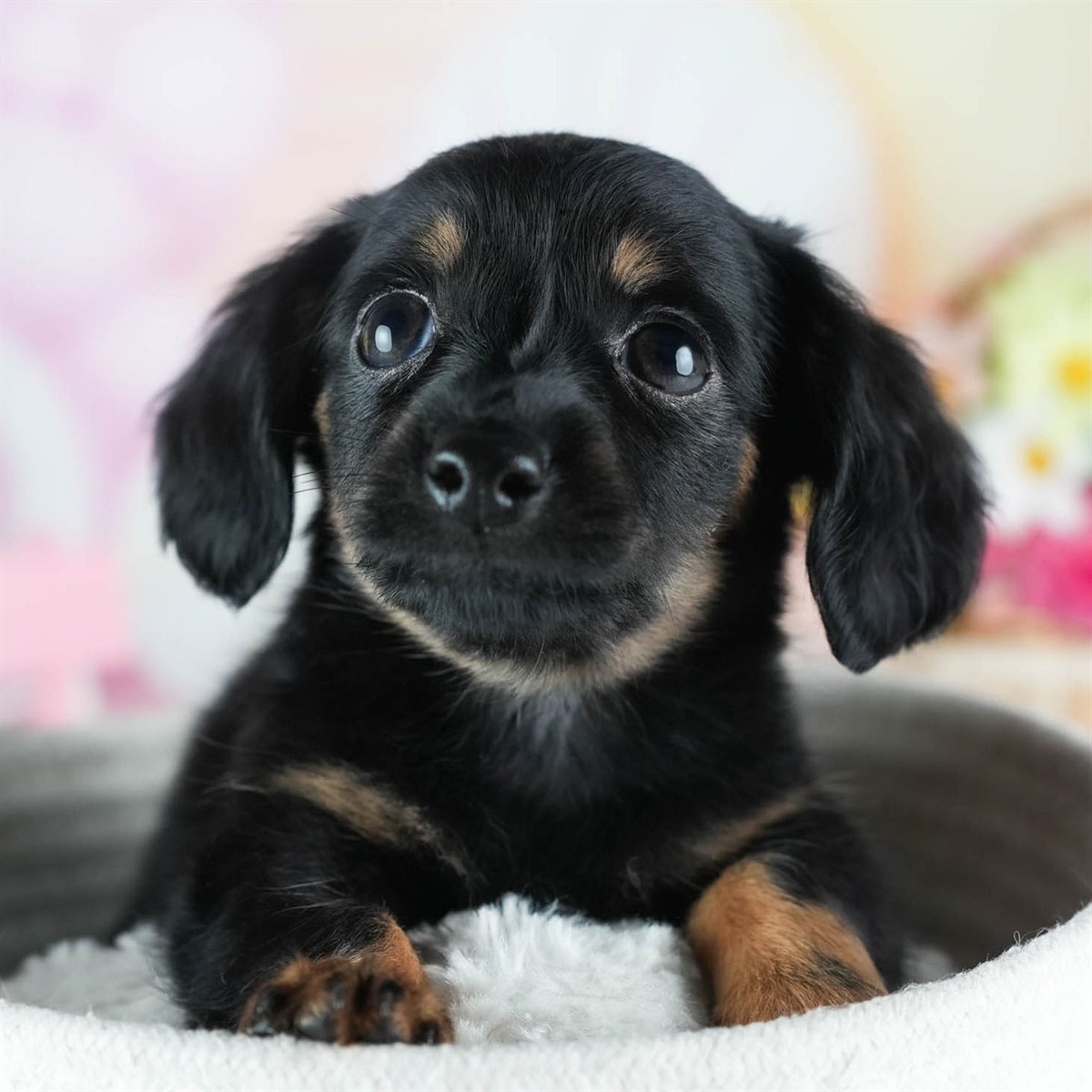 チワックス | 男の子 | ブラック＆タン | 2026年2月20日（ID:dog-200015651）