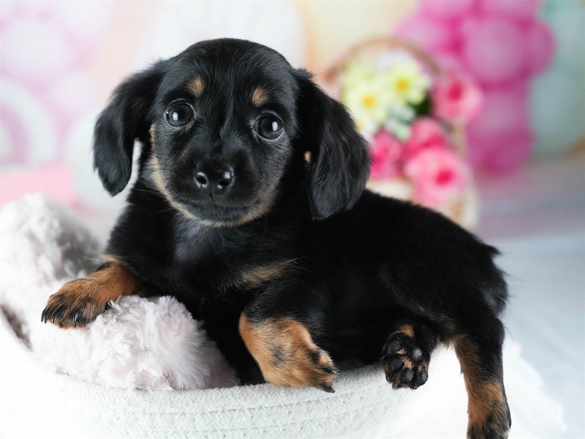 チワックス | 男の子 | ブラック＆タン | 2026年2月20日（ID:dog-200015651）