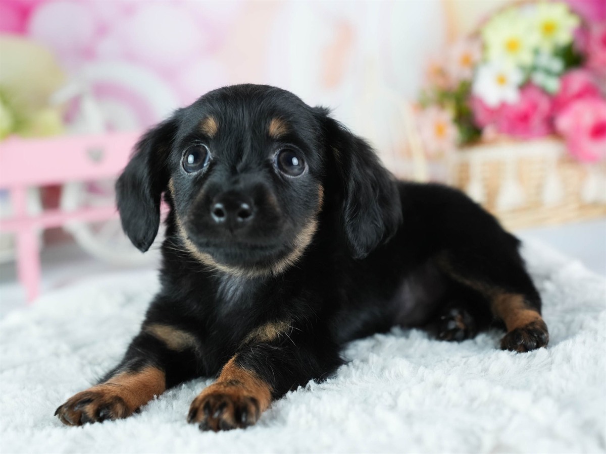 チワックス | 男の子 | ブラック＆タン | 2026年2月20日（ID:dog-200015651）