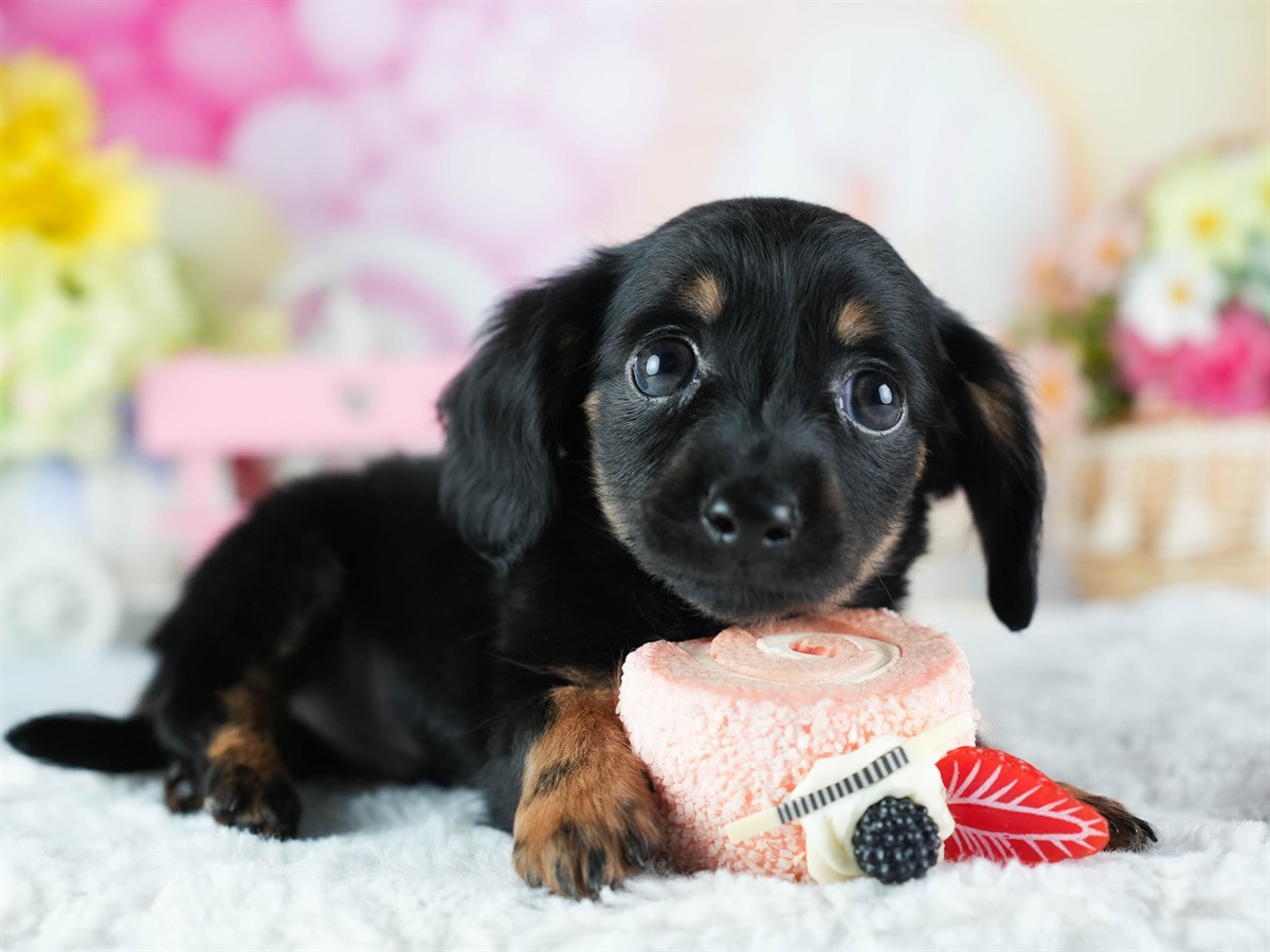 チワックス | 男の子 | ブラック＆タン | 2026年2月20日（ID:dog-200015651）