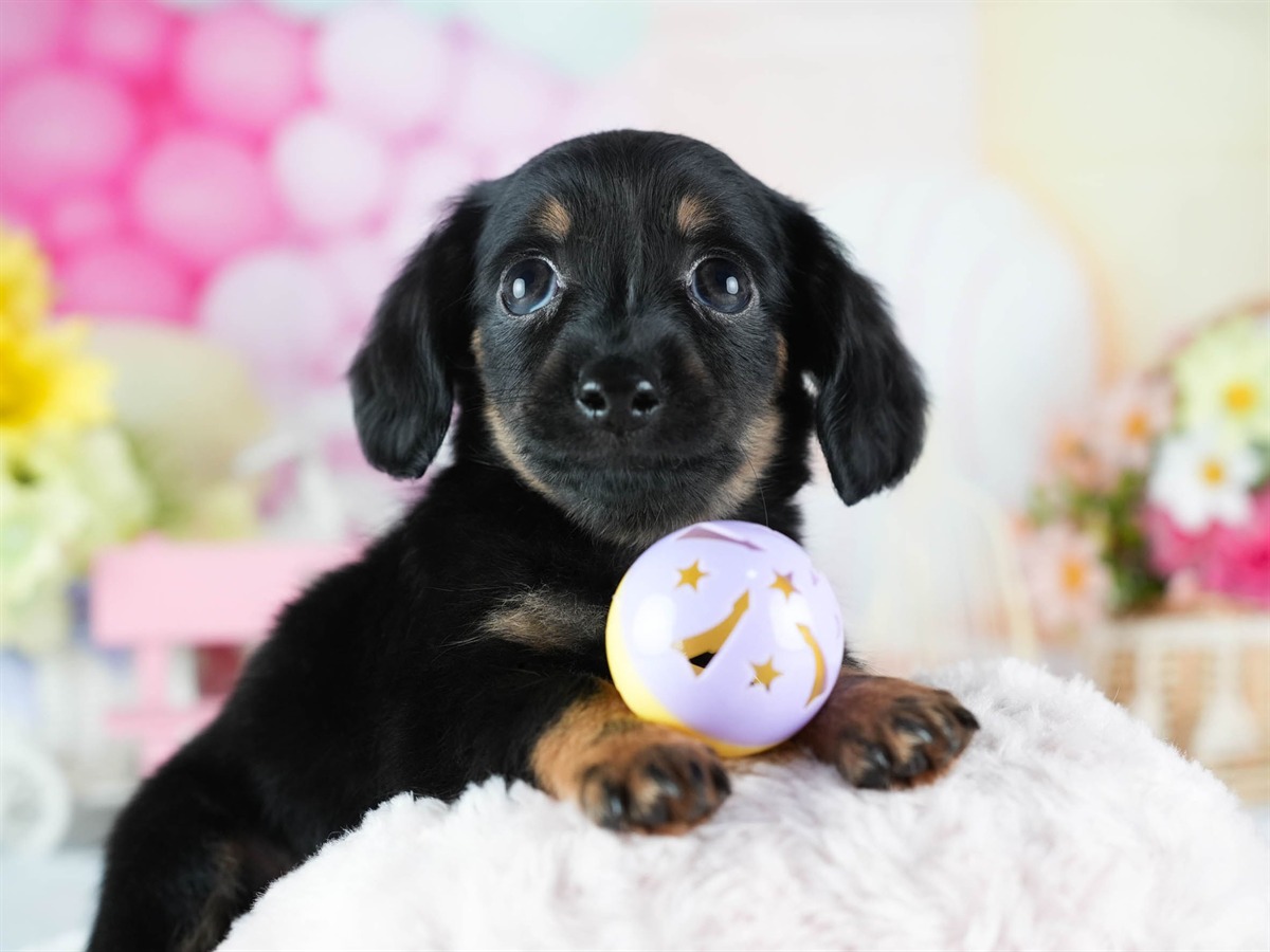 チワックス | 男の子 | ブラック＆タン | 2026年2月20日（ID:dog-200015651）