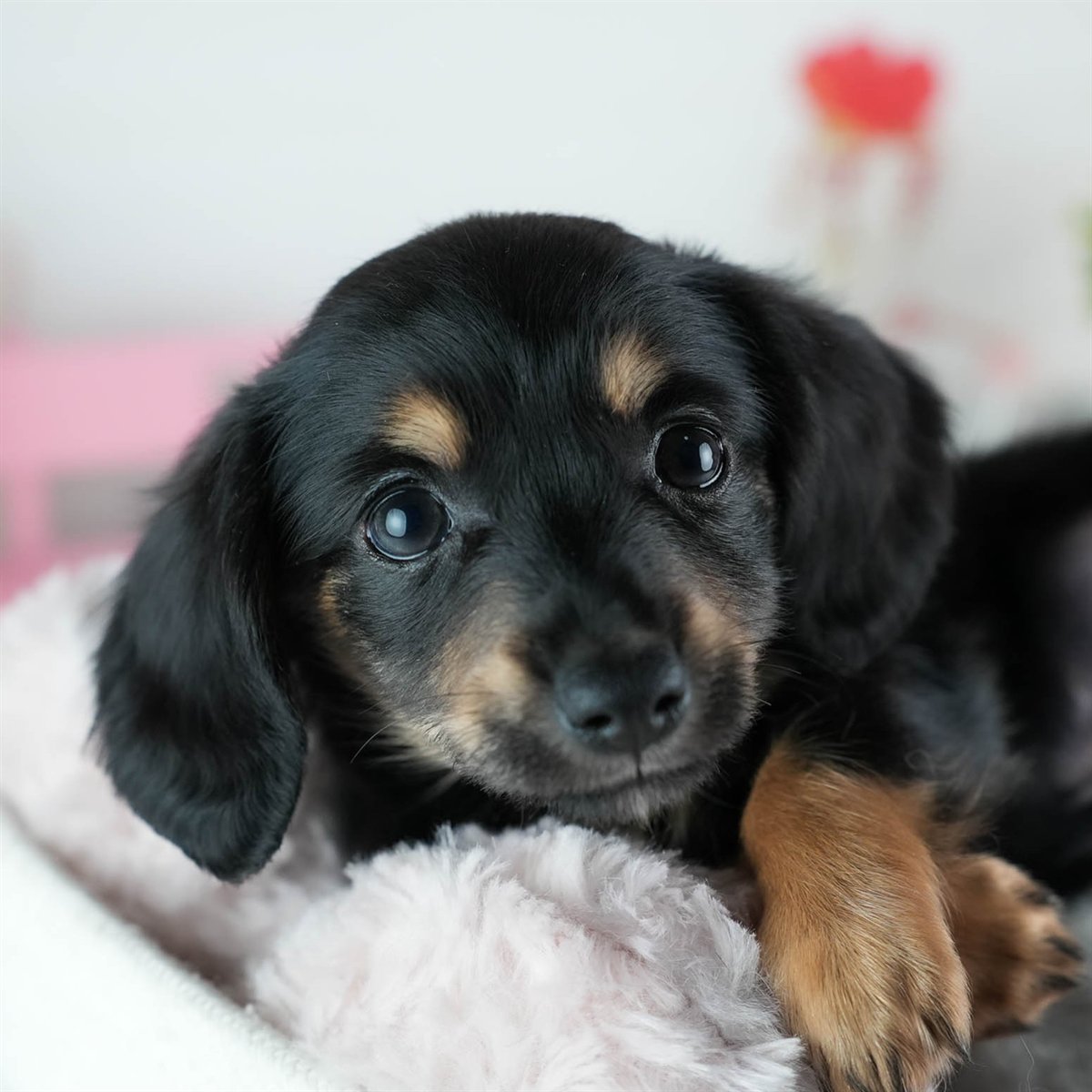 チワックス | 男の子 | ブラック＆タン | 2026年2月20日（ID:dog-200015652）