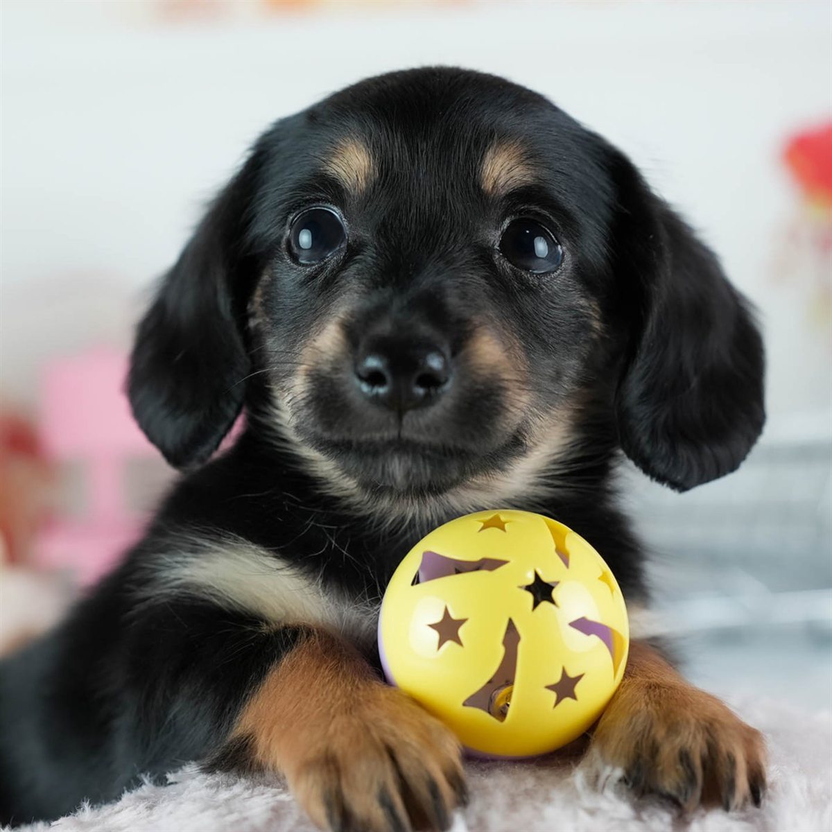 チワックス | 男の子 | ブラック＆タン | 2026年2月20日（ID:dog-200015652）