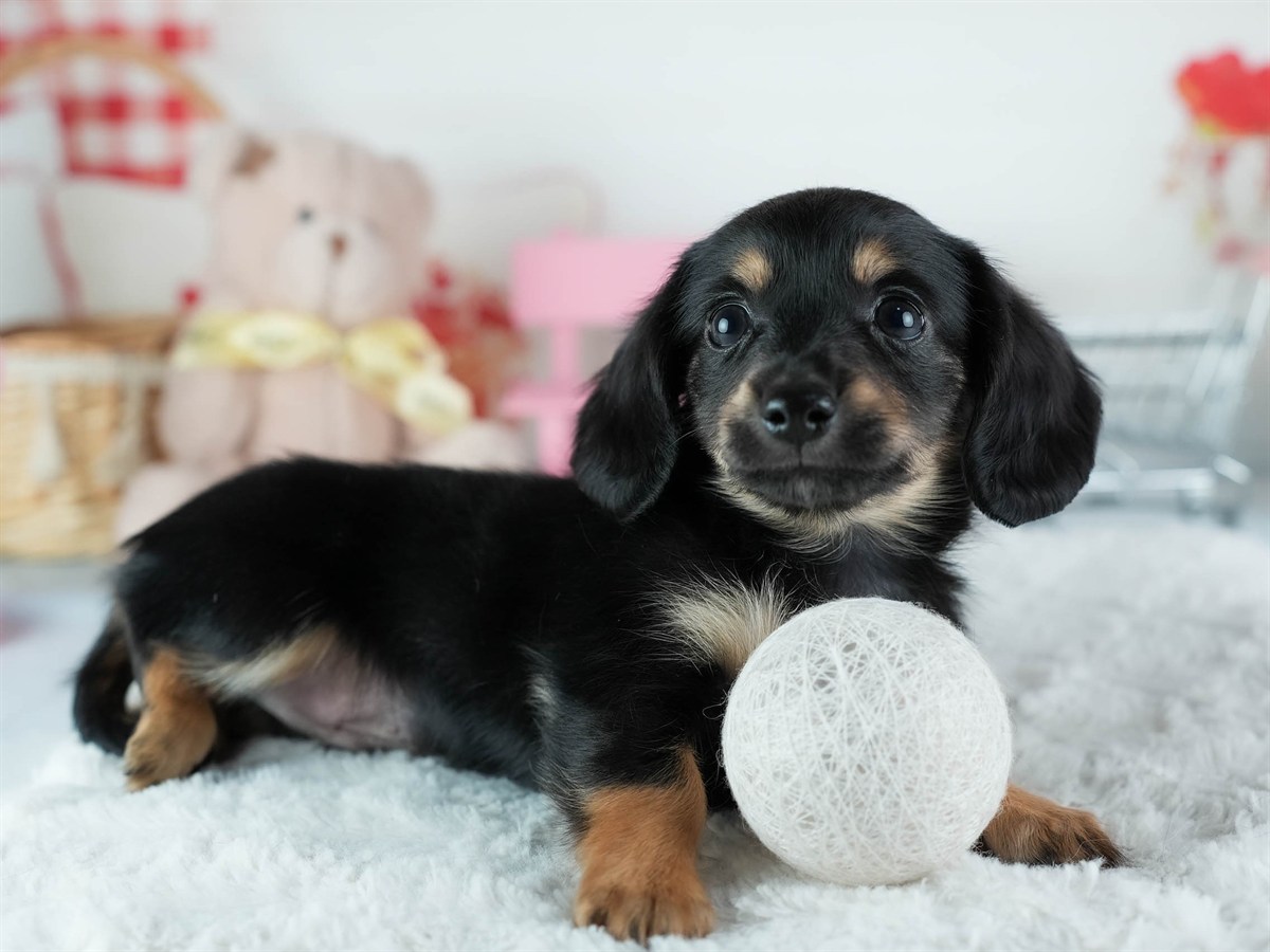 チワックス | 男の子 | ブラック＆タン | 2026年2月20日（ID:dog-200015652）