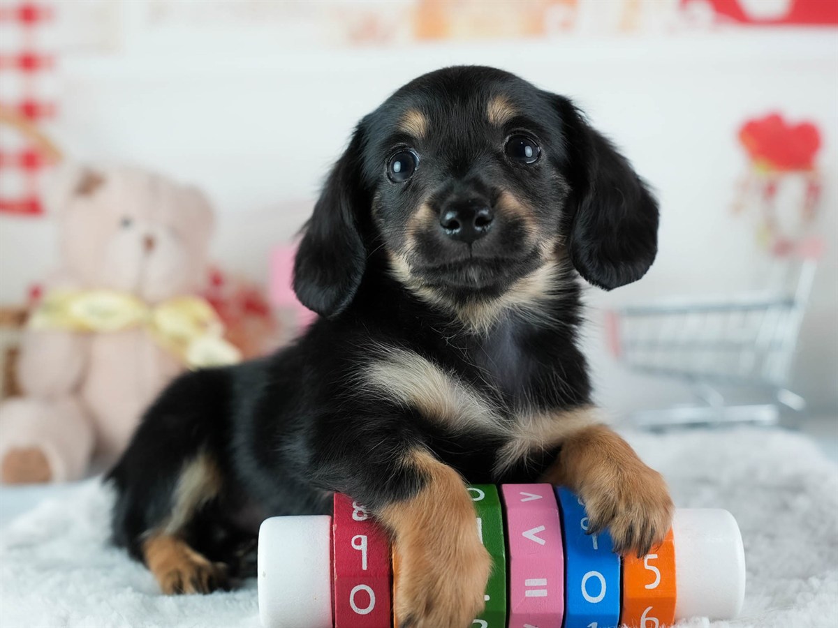 チワックス | 男の子 | ブラック＆タン | 2026年2月20日（ID:dog-200015652）