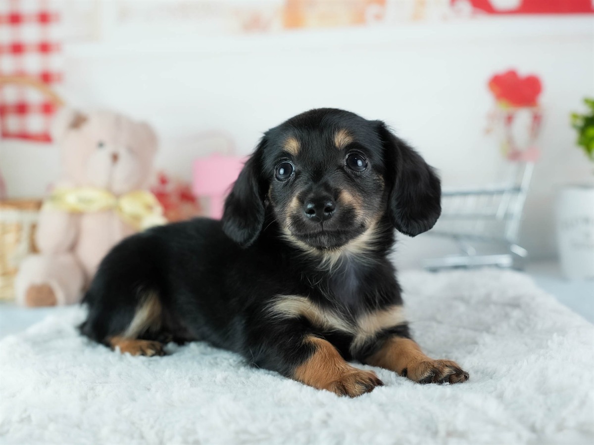 チワックス | 男の子 | ブラック＆タン | 2026年2月20日（ID:dog-200015652）