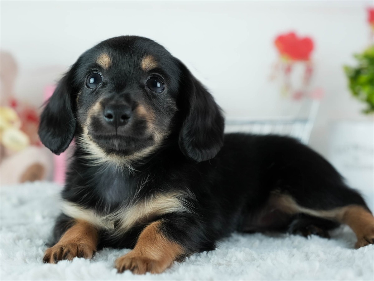 チワックス | 男の子 | ブラック＆タン | 2026年2月20日（ID:dog-200015652）