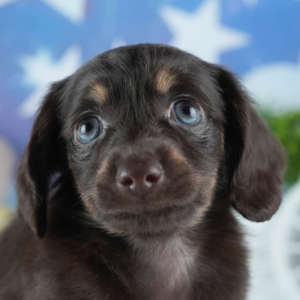 チワックス | 男の子 | チョコレート＆タン | 2026年2月20日（ID:dog-200015653）