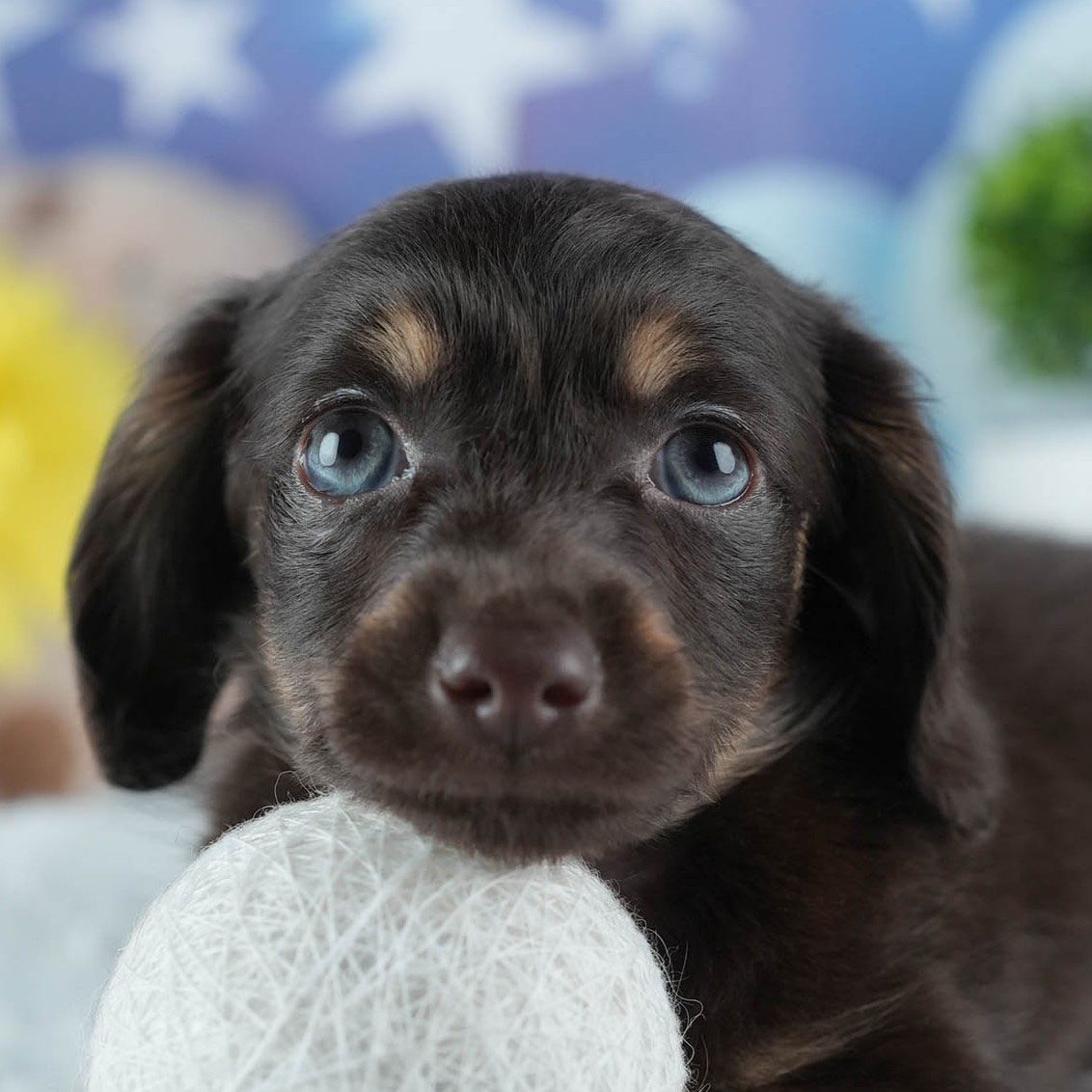 チワックス | 男の子 | チョコレート＆タン | 2026年2月20日（ID:dog-200015653）