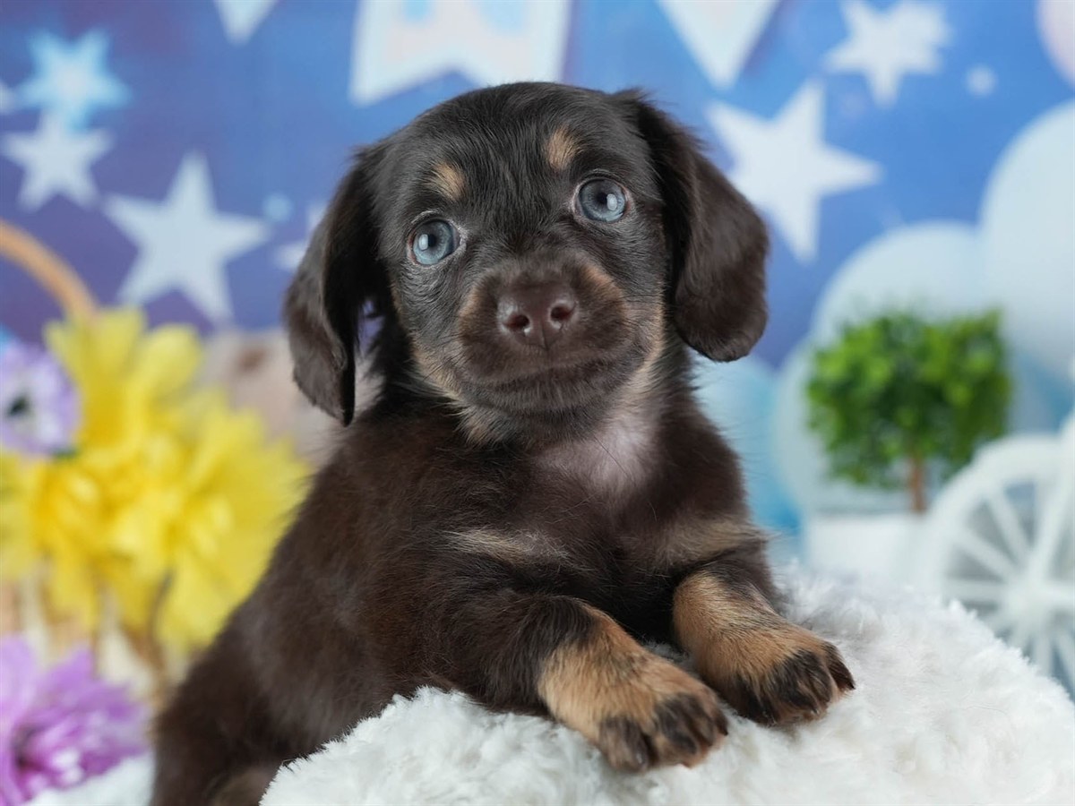 チワックス | 男の子 | チョコレート＆タン | 2026年2月20日（ID:dog-200015653）