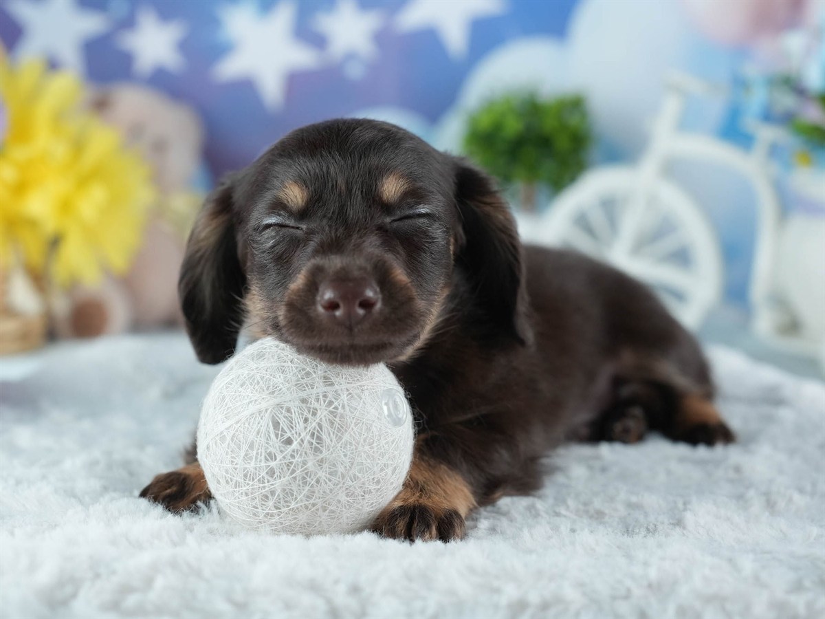 チワックス | 男の子 | チョコレート＆タン | 2026年2月20日（ID:dog-200015653）