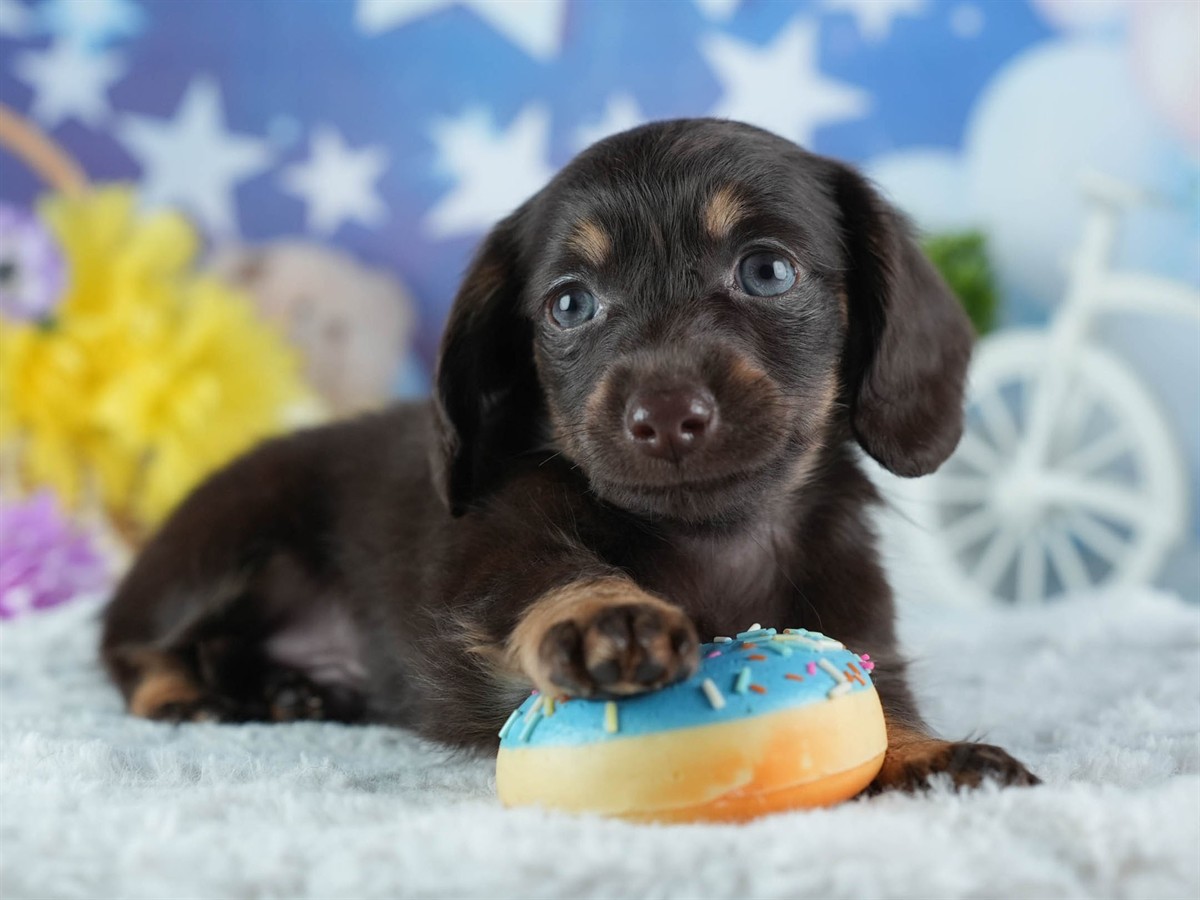 チワックス | 男の子 | チョコレート＆タン | 2026年2月20日（ID:dog-200015653）