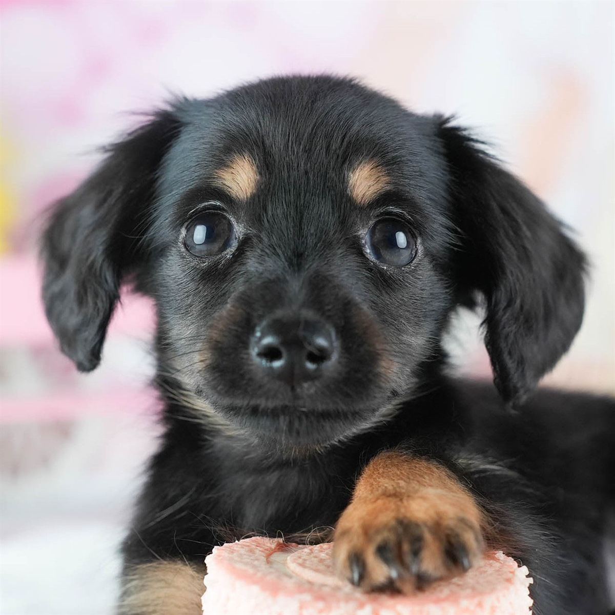 チワックス | 男の子 | ブラック＆タン | 2026年2月20日（ID:dog-200015654）