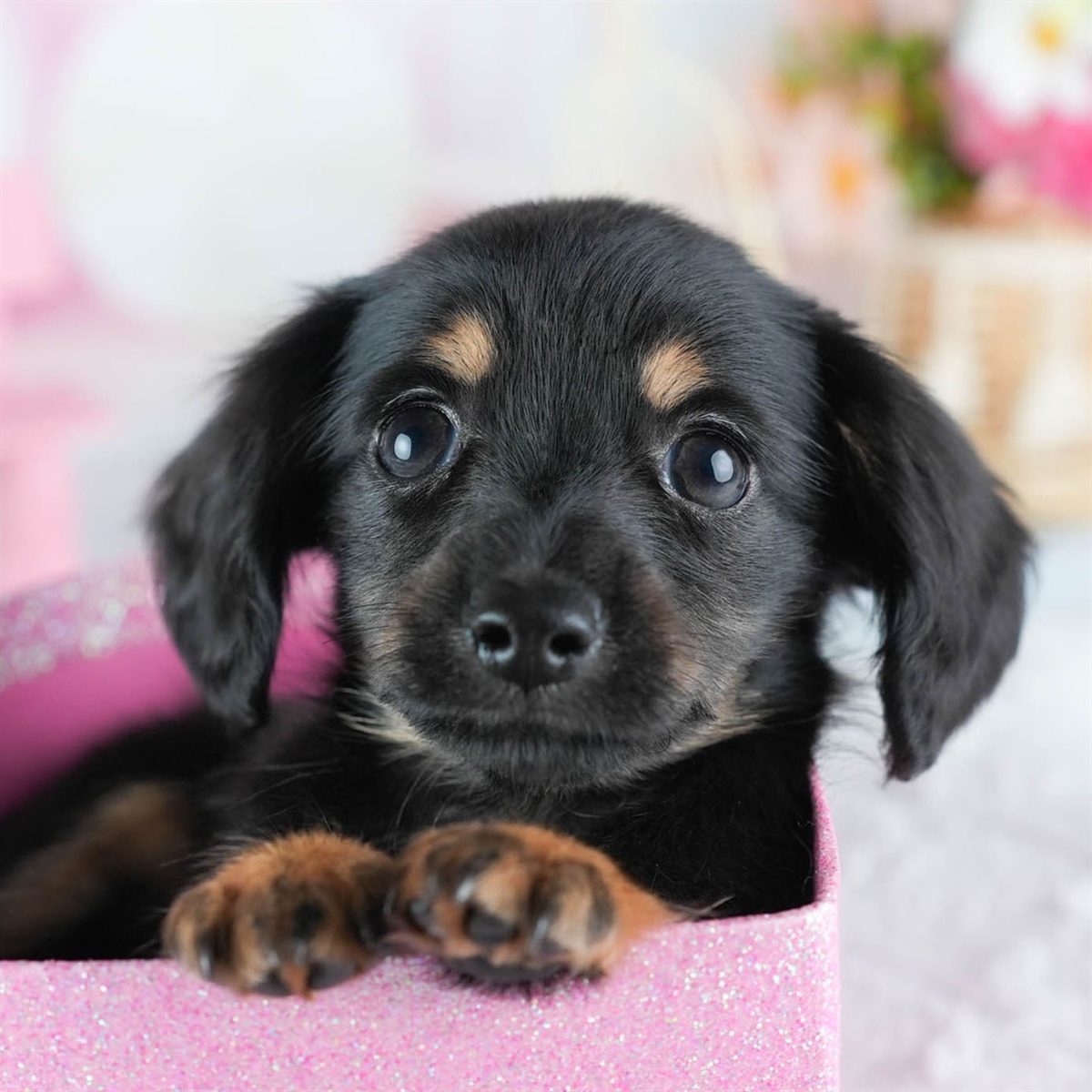 チワックス | 男の子 | ブラック＆タン | 2026年2月20日（ID:dog-200015654）