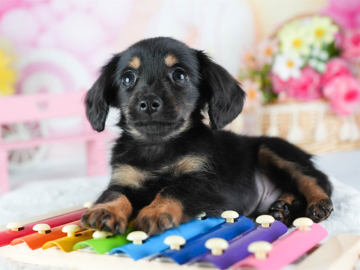 チワックス | 男の子 | ブラック＆タン | 2026年2月20日（ID:dog-200015654）