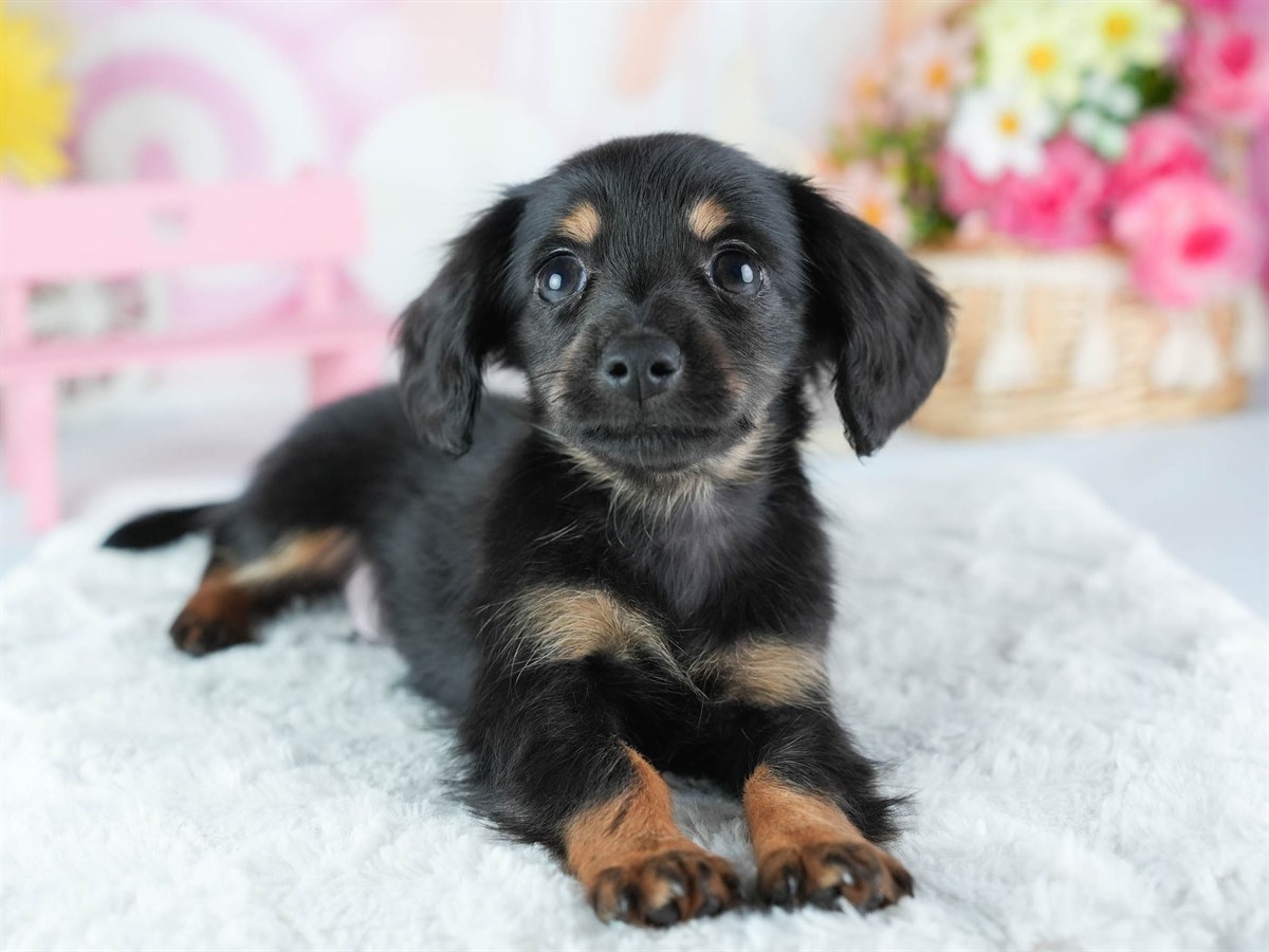 チワックス | 男の子 | ブラック＆タン | 2026年2月20日（ID:dog-200015654）