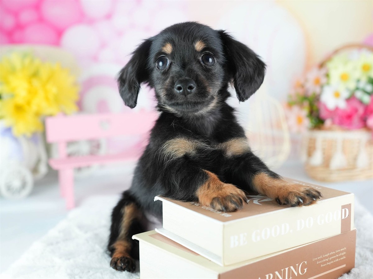 チワックス | 男の子 | ブラック＆タン | 2026年2月20日（ID:dog-200015654）