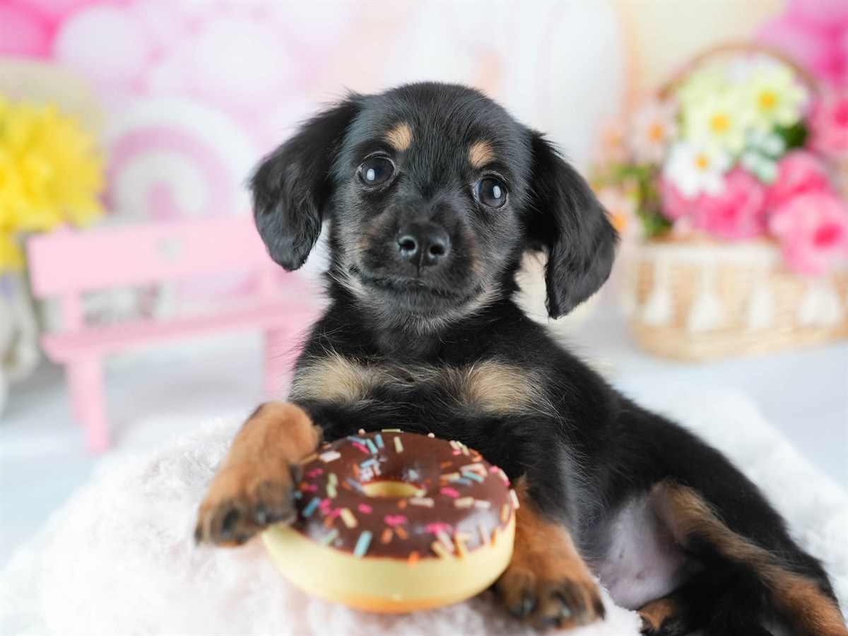 チワックス | 男の子 | ブラック＆タン | 2026年2月20日（ID:dog-200015654）