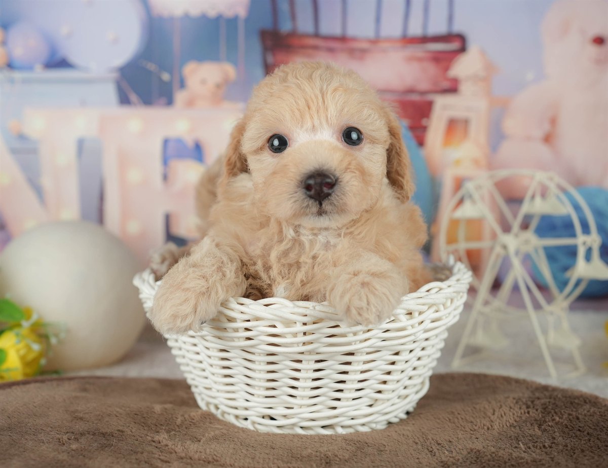 トイ・プードル | 男の子 | アプリコット | 2026年2月20日（ID:dog-200015655）