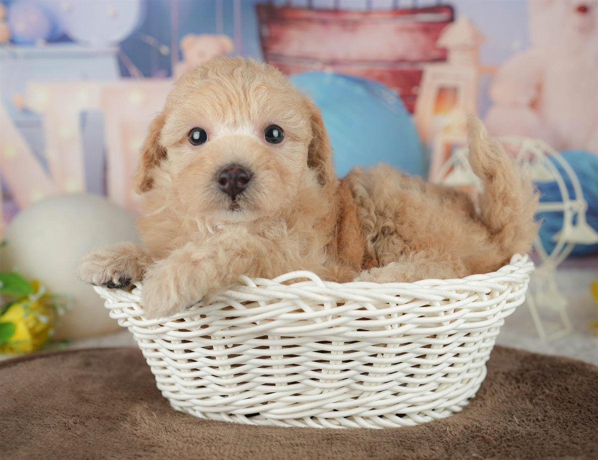 トイ・プードル | 男の子 | アプリコット | 2026年2月20日（ID:dog-200015655）