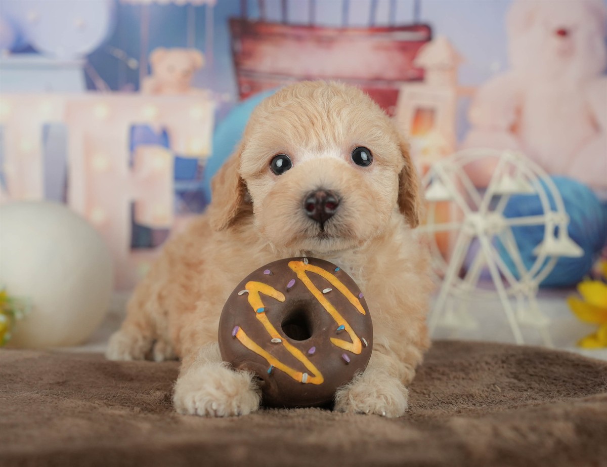 トイ・プードル | 男の子 | アプリコット | 2026年2月20日（ID:dog-200015655）