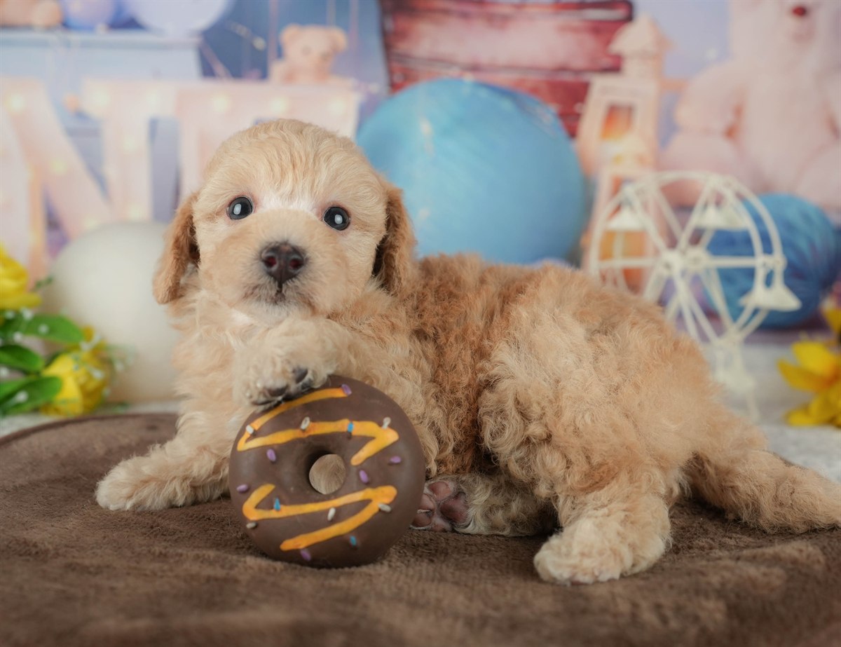 トイ・プードル | 男の子 | アプリコット | 2026年2月20日（ID:dog-200015655）