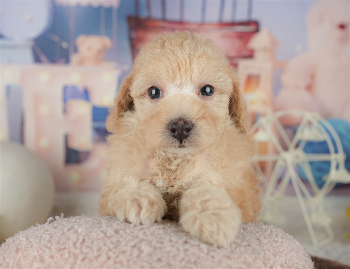 トイ・プードル | 男の子 | アプリコット | 2026年2月20日（ID:dog-200015655）