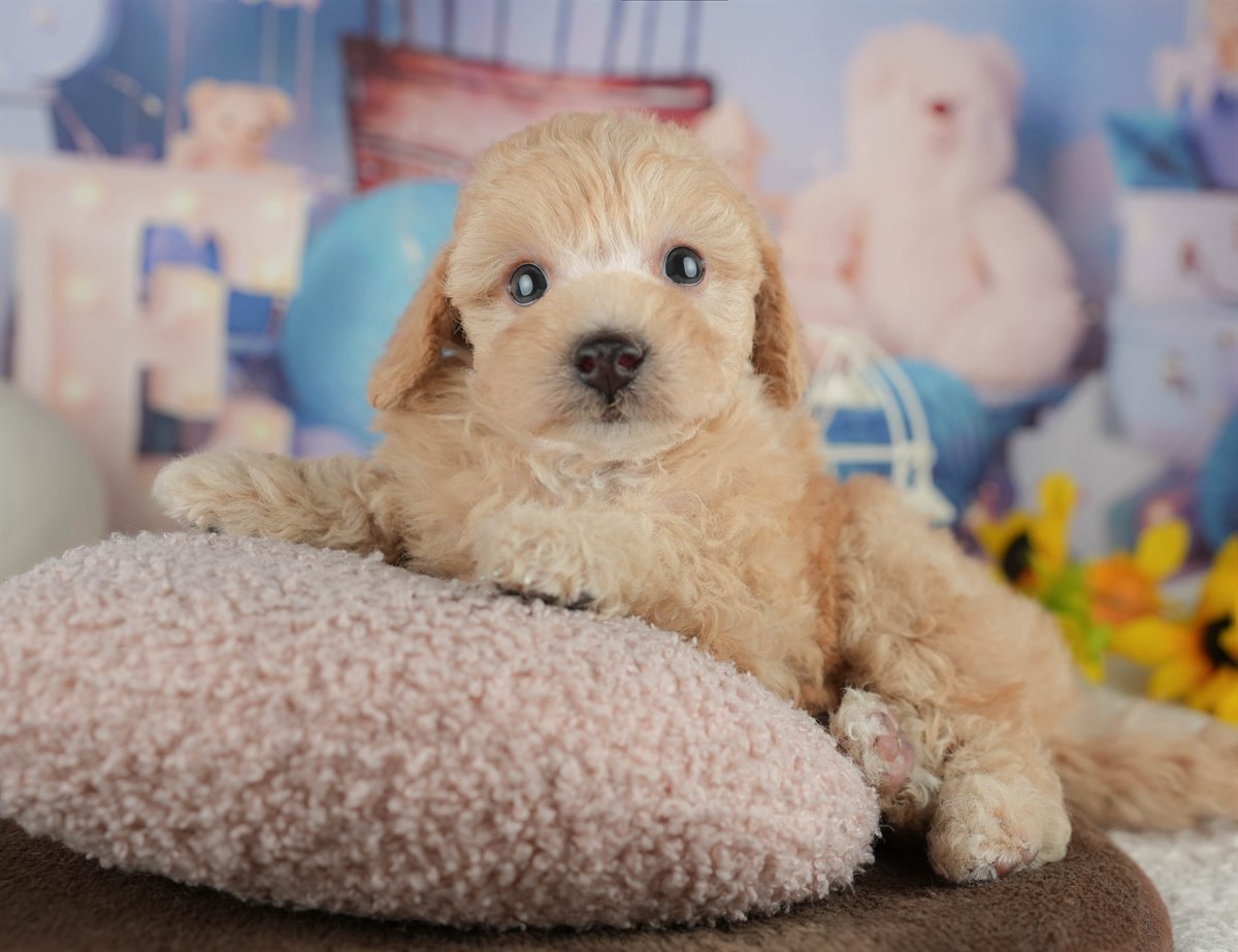 トイ・プードル | 男の子 | アプリコット | 2026年2月20日（ID:dog-200015655）