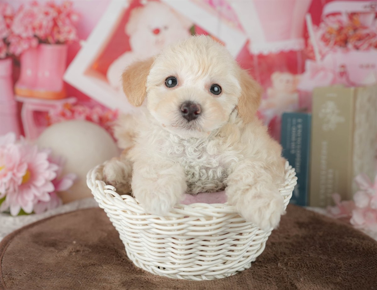 トイ・プードル | 女の子 | クリーム | 2026年2月20日（ID:dog-200015656）