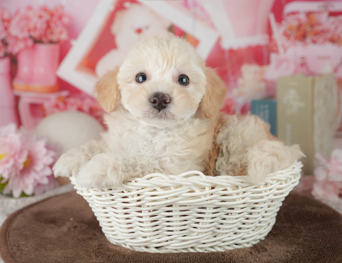 トイ・プードル | 女の子 | クリーム | 2026年2月20日（ID:dog-200015656）