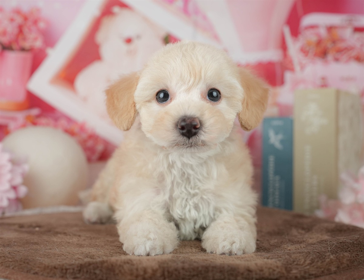 トイ・プードル | 女の子 | クリーム | 2026年2月20日（ID:dog-200015656）