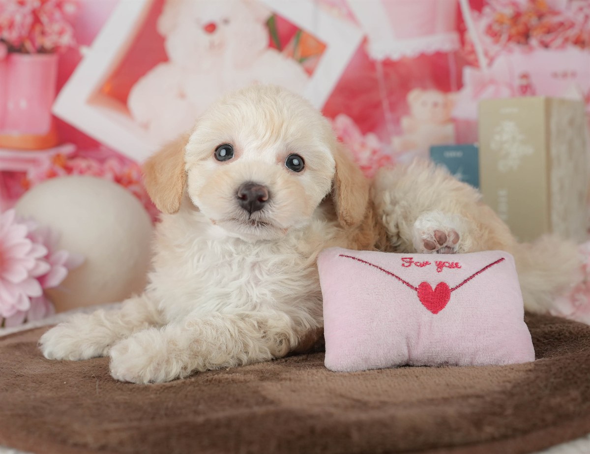 トイ・プードル | 女の子 | クリーム | 2026年2月20日（ID:dog-200015656）