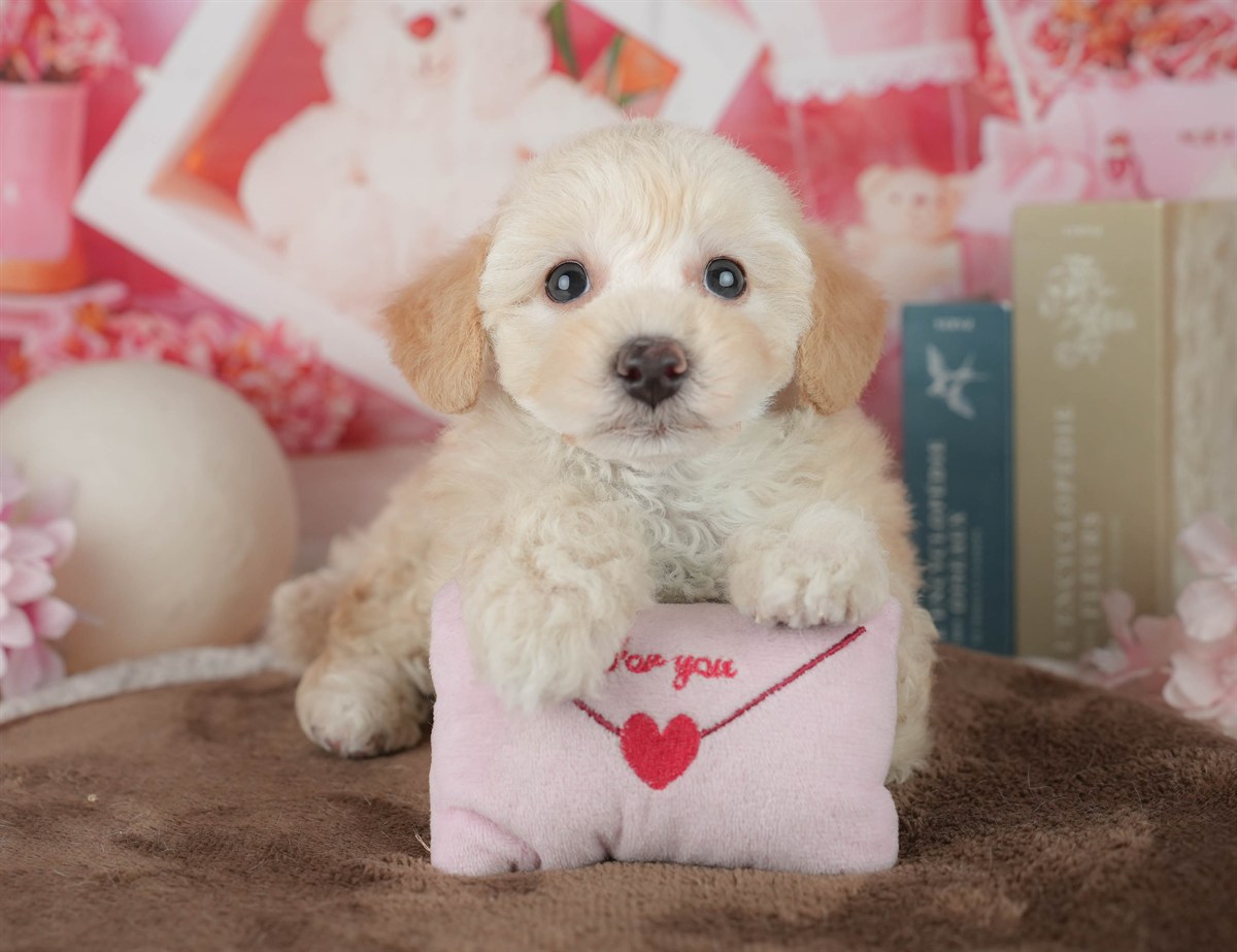 トイ・プードル | 女の子 | クリーム | 2026年2月20日（ID:dog-200015656）