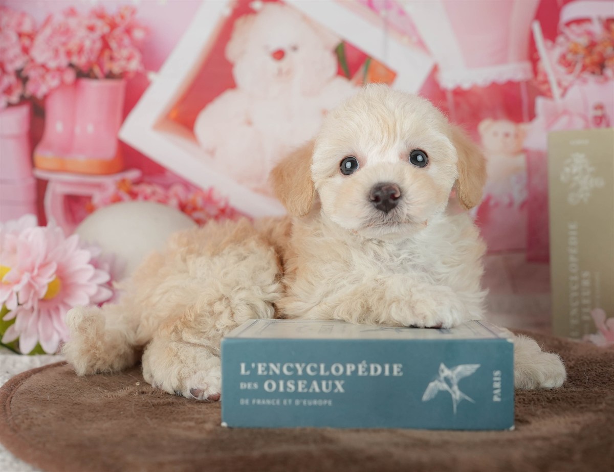 トイ・プードル | 女の子 | クリーム | 2026年2月20日（ID:dog-200015656）