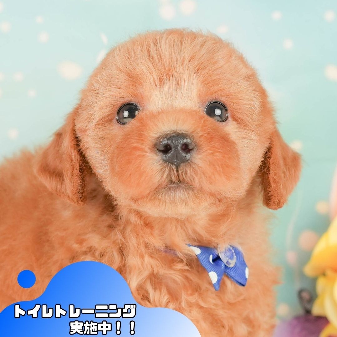 トイ・プードル | 男の子 | レッド | 2026年2月20日（ID:dog-200015658）