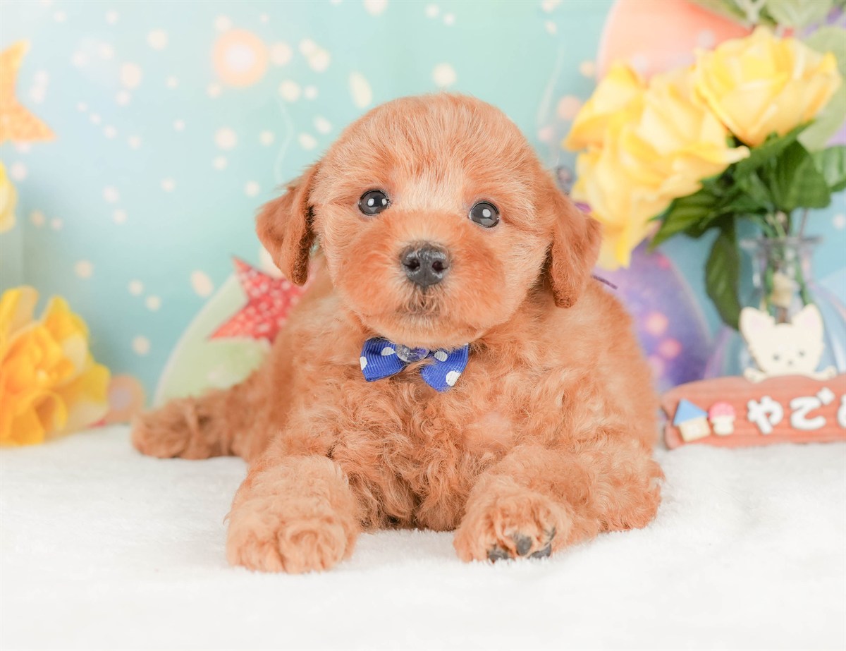 トイ・プードル | 男の子 | レッド | 2026年2月20日（ID:dog-200015658）