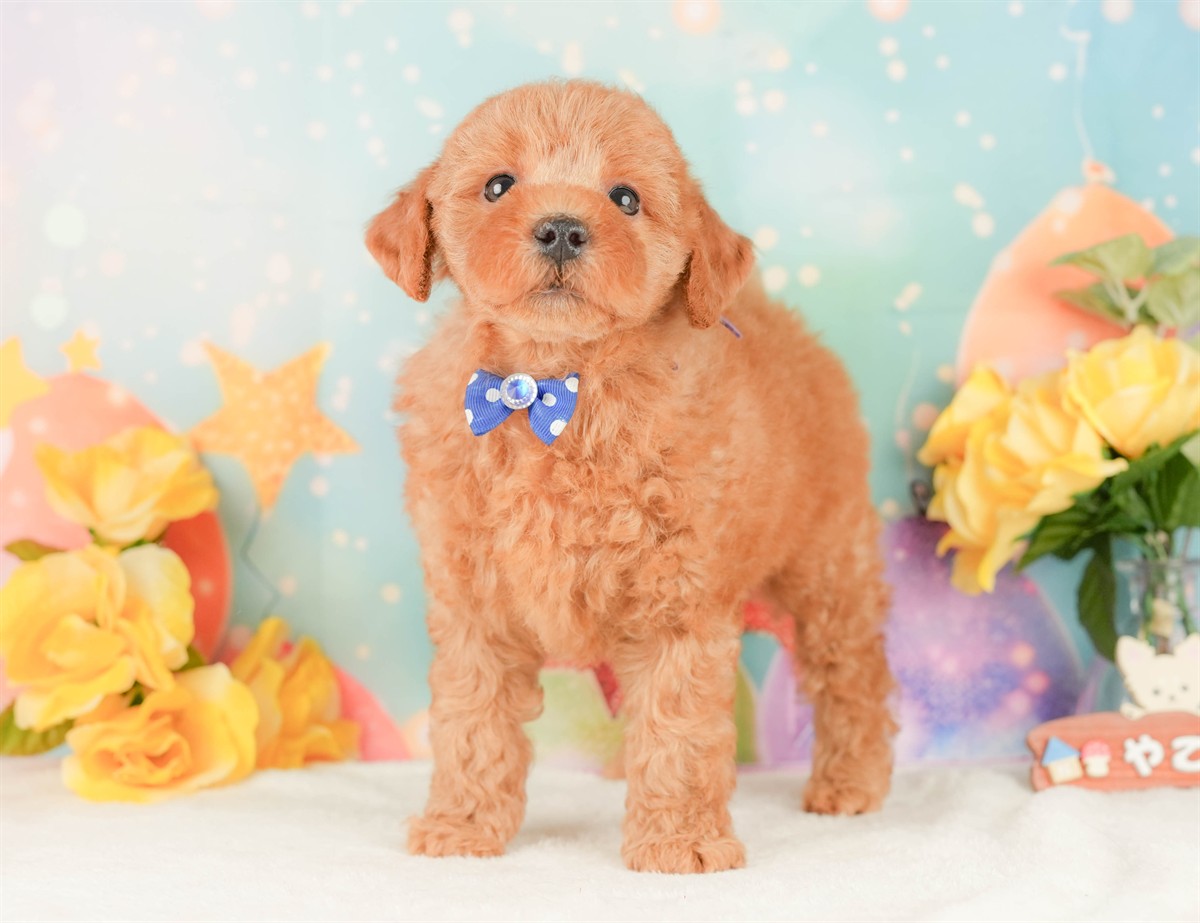 トイ・プードル | 男の子 | レッド | 2026年2月20日（ID:dog-200015658）