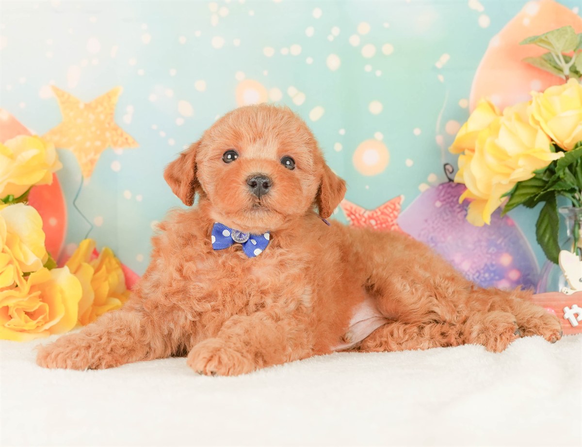 トイ・プードル | 男の子 | レッド | 2026年2月20日（ID:dog-200015658）