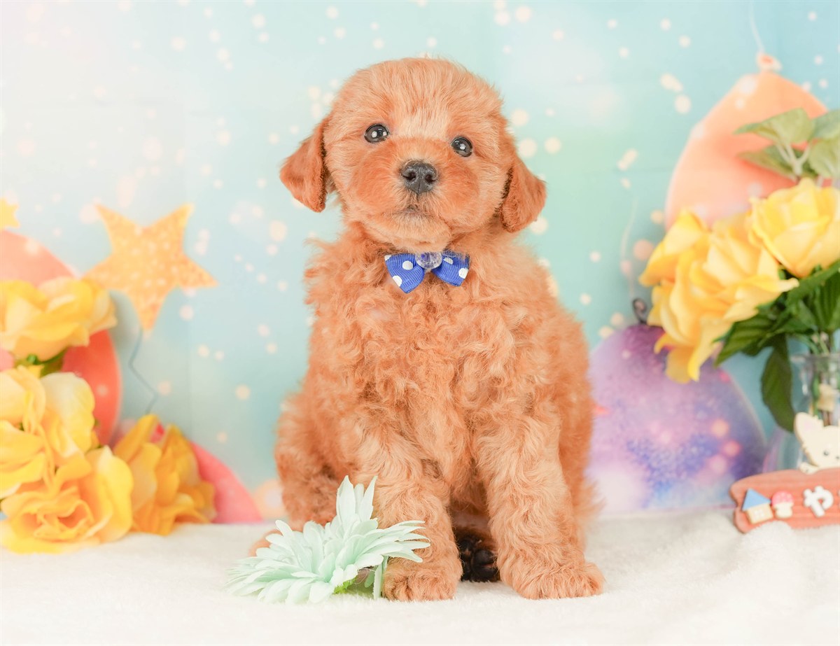 トイ・プードル | 男の子 | レッド | 2026年2月20日（ID:dog-200015658）