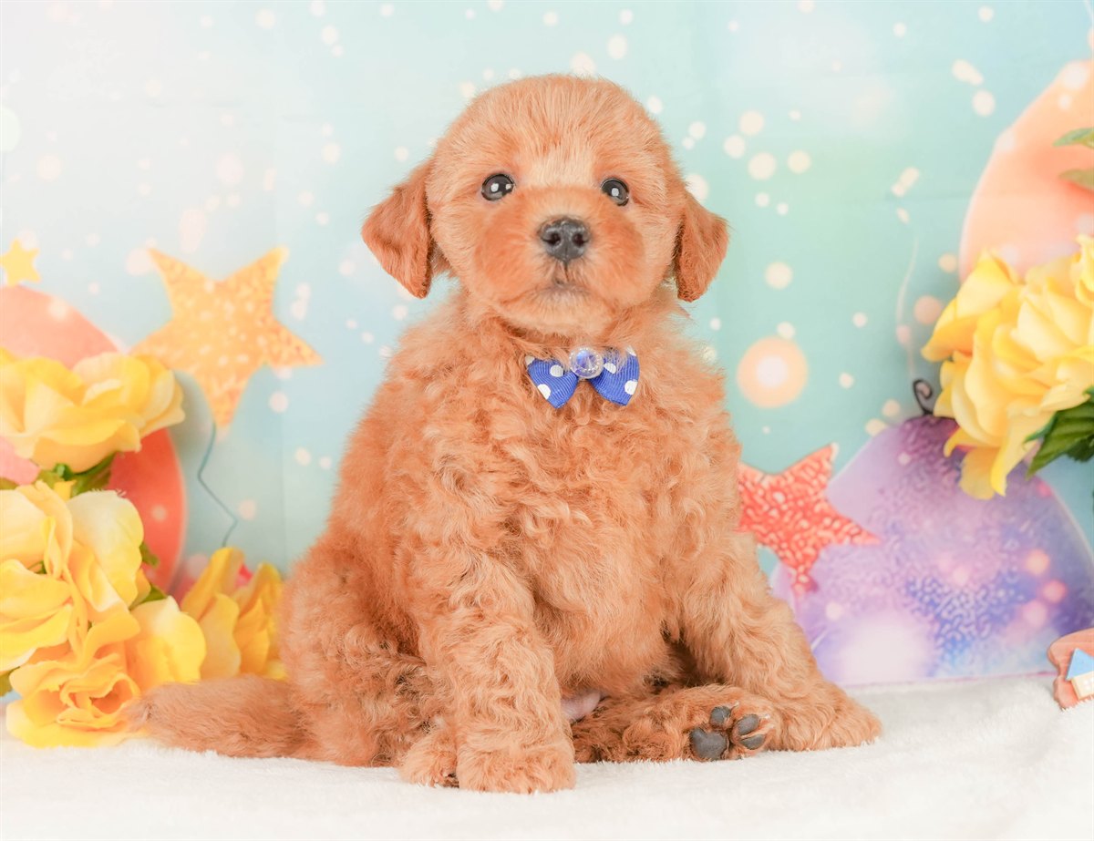 トイ・プードル | 男の子 | レッド | 2026年2月20日（ID:dog-200015658）