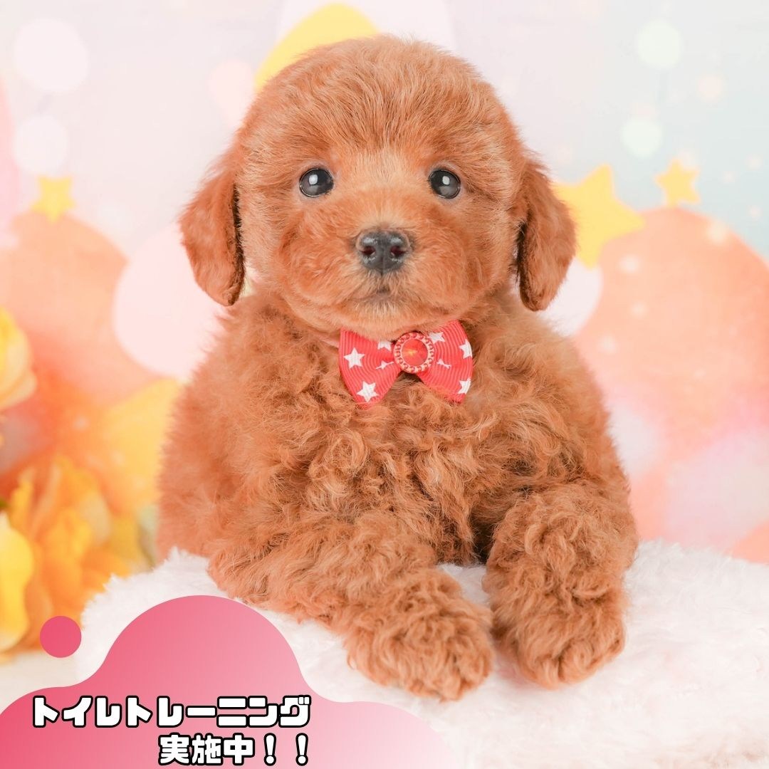 トイ・プードル | 女の子 | レッド | 2026年2月20日（ID:dog-200015659）