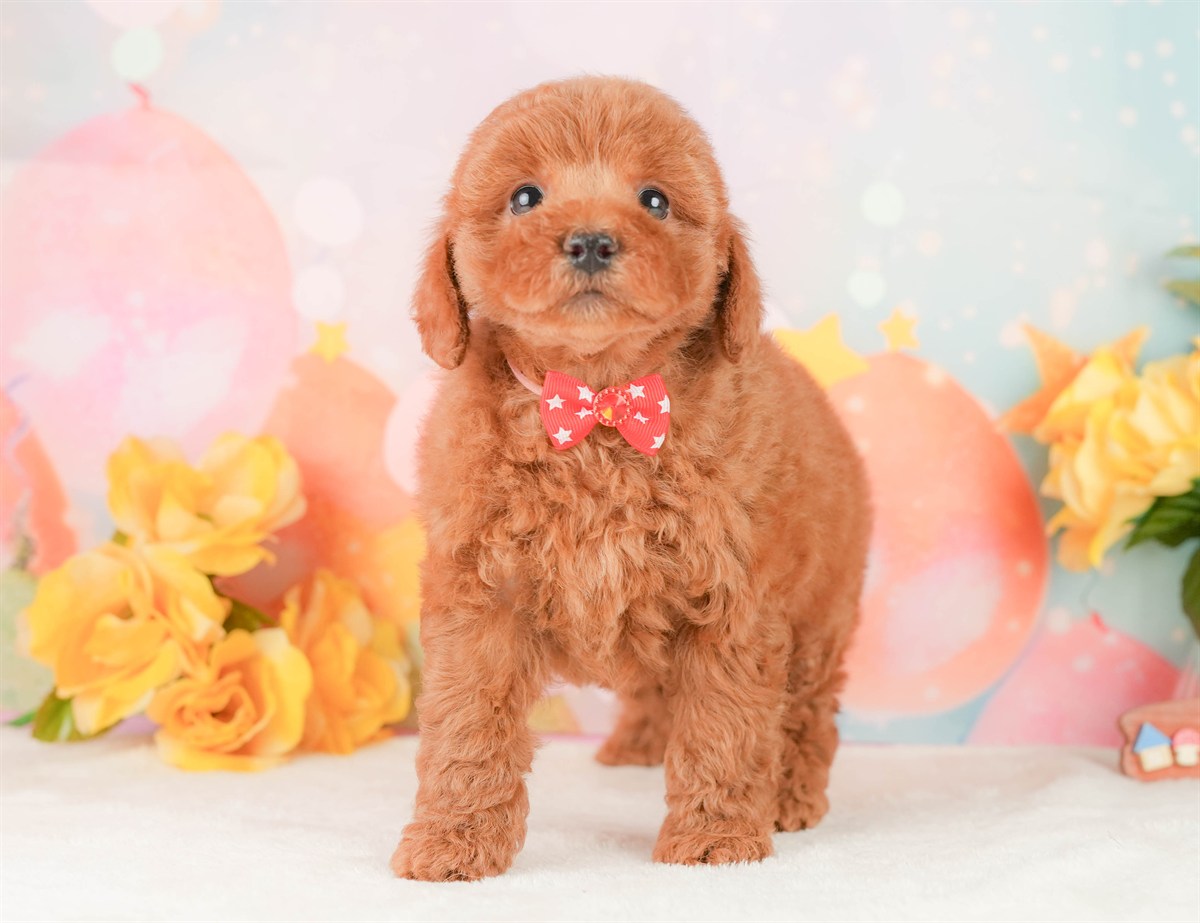 トイ・プードル | 女の子 | レッド | 2026年2月20日（ID:dog-200015659）