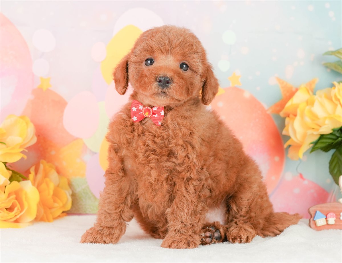 トイ・プードル | 女の子 | レッド | 2026年2月20日（ID:dog-200015659）