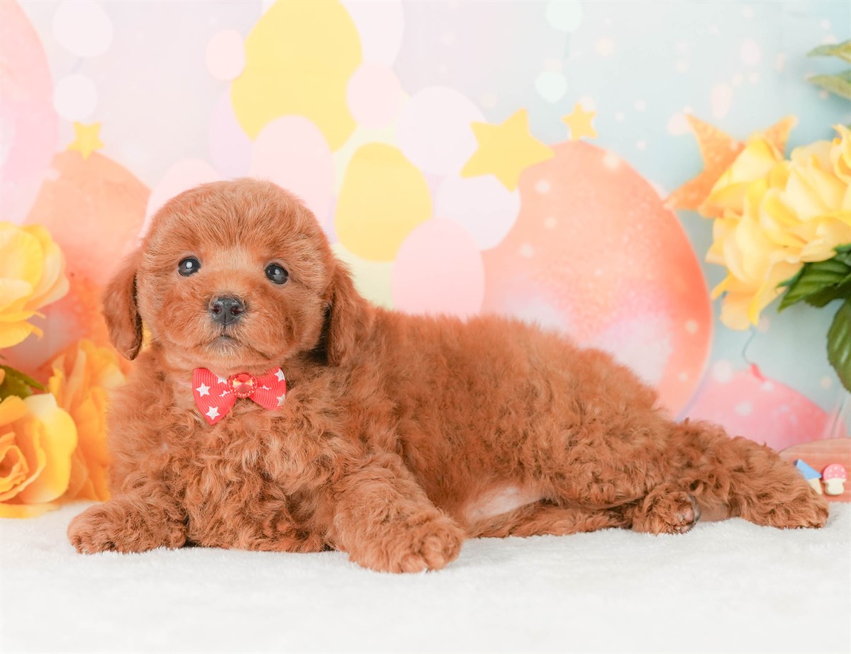 トイ・プードル | 女の子 | レッド | 2026年2月20日（ID:dog-200015659）