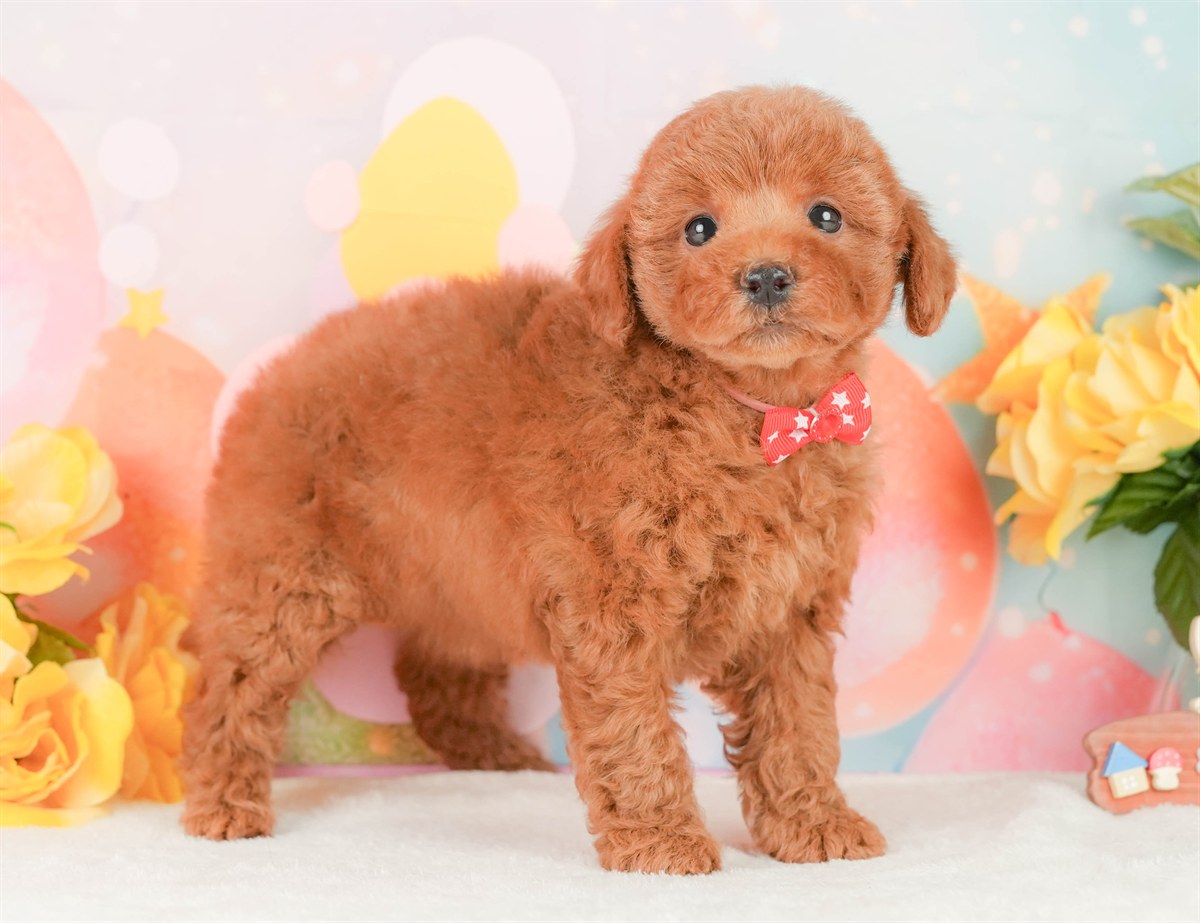 トイ・プードル | 女の子 | レッド | 2026年2月20日（ID:dog-200015659）