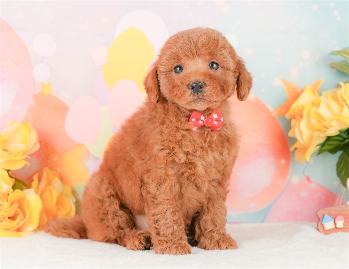 トイ・プードル | 女の子 | レッド | 2026年2月20日（ID:dog-200015659）