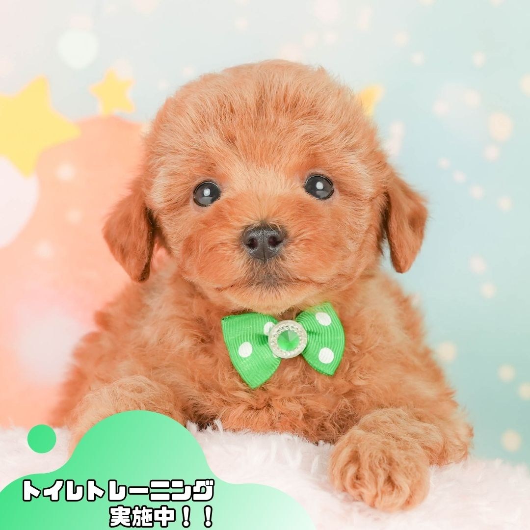 トイ・プードル | 男の子 | レッド | 2026年2月20日（ID:dog-200015660）
